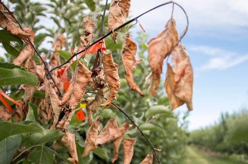 Cornell Ag Connection: Only you can prevent fire blight